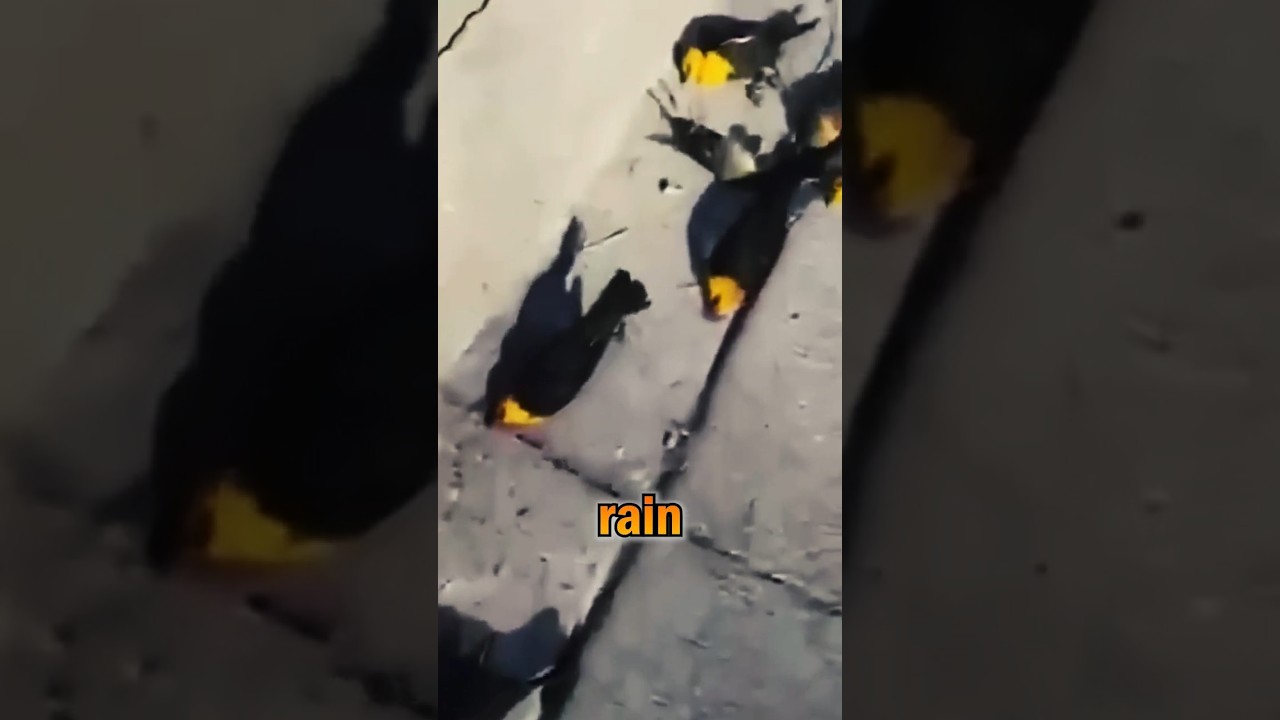 When It Rains… Fish?! 🌧️🐟 