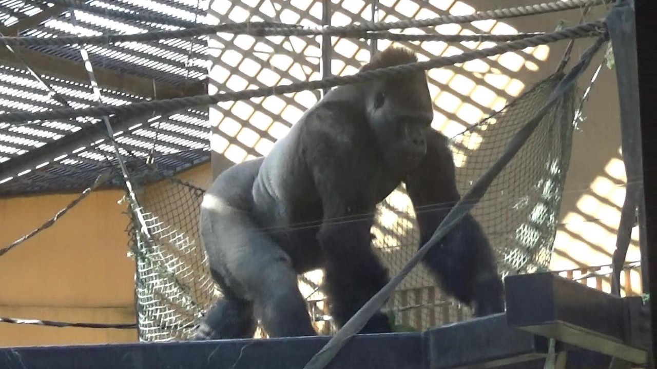 Amazing gorilla family #246 ゴリラ一家の日常【cute animal videos