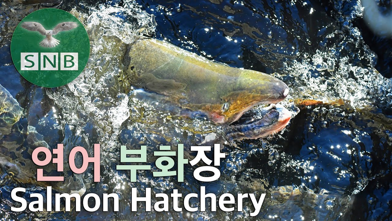 연어 부화장 (Salmon Hatchery) SNB YouTube