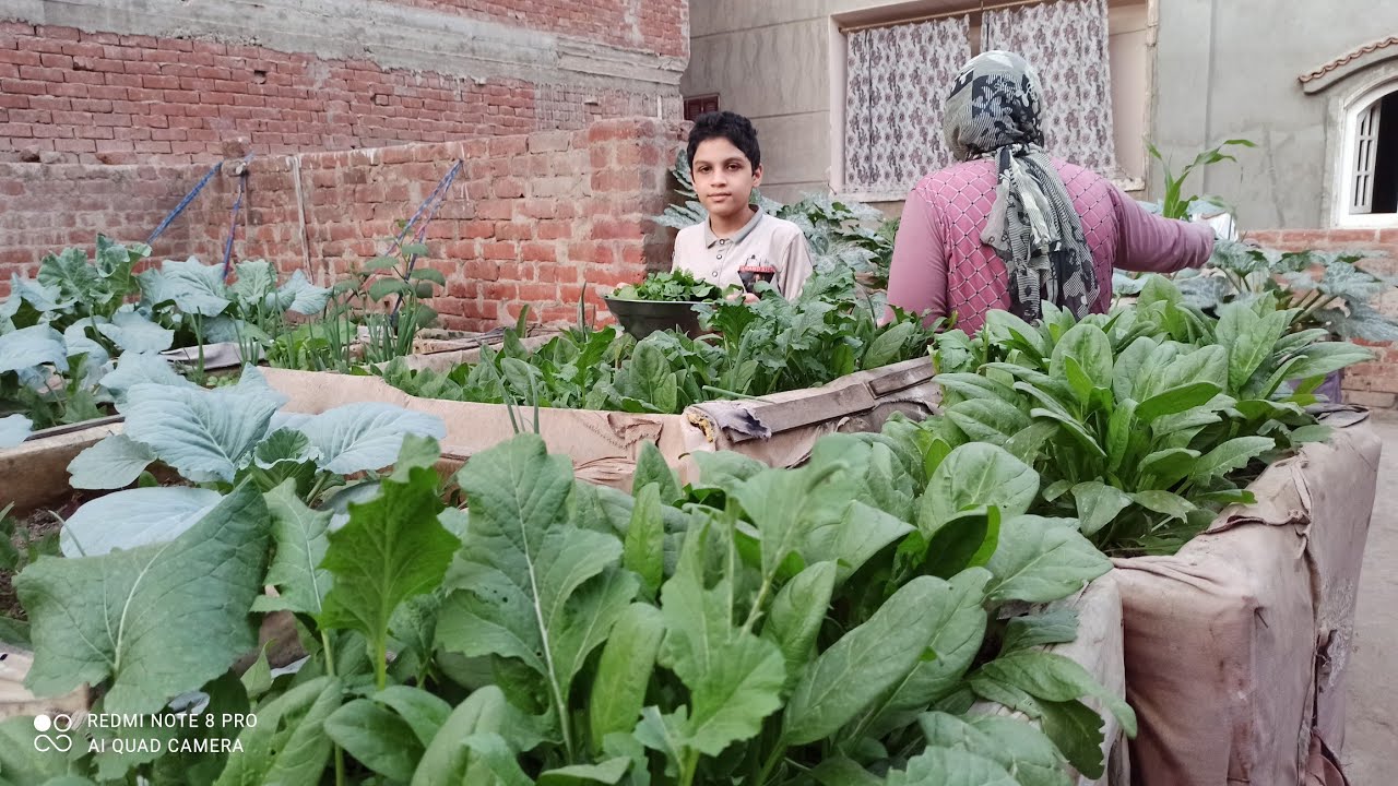 روتينا هادف  بين الزرع و الدواجن والمدرسة،(والارنبه ولدت وصغارها وقعوا على الارض..،🤭)👍👍💯🙈🙉🤗