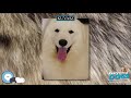 Kuvasz 🐶🐾 Everything Dog Breeds 🐾🐶 の動画、YouTube動画。