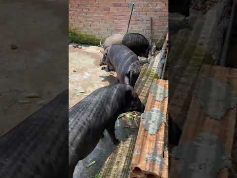 Video Mô hình nuôi heo rừng lai làm chơi ăn thật - youtube