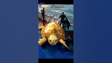 How Strong is a Turtle