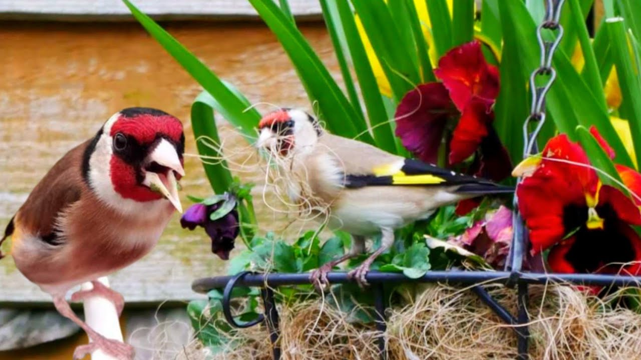 Шесть признаков того, что щегол готов к добыче