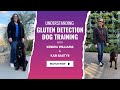 What is the right breed of dog to be a gluten detection service dog? Answering your questions