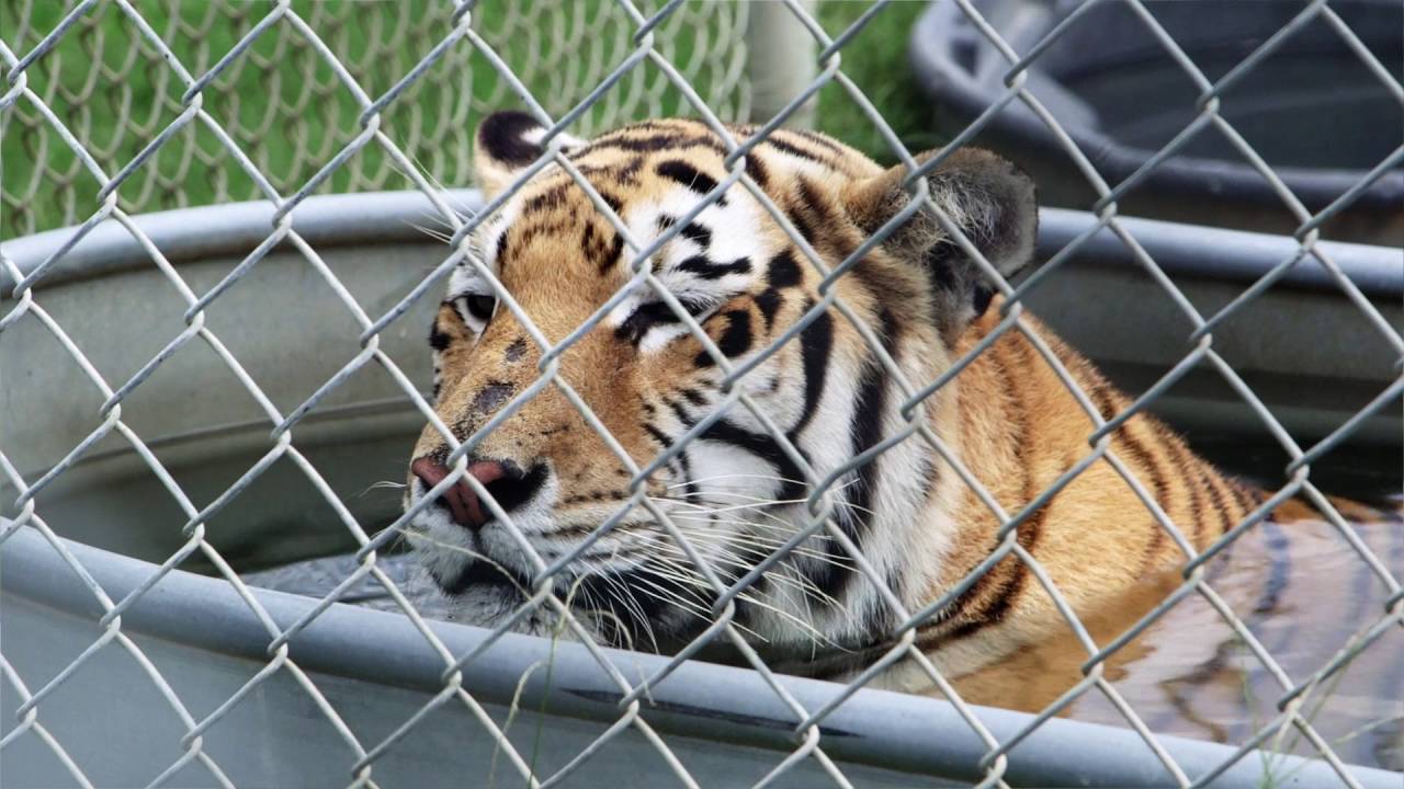 aloha safari zoo north carolina