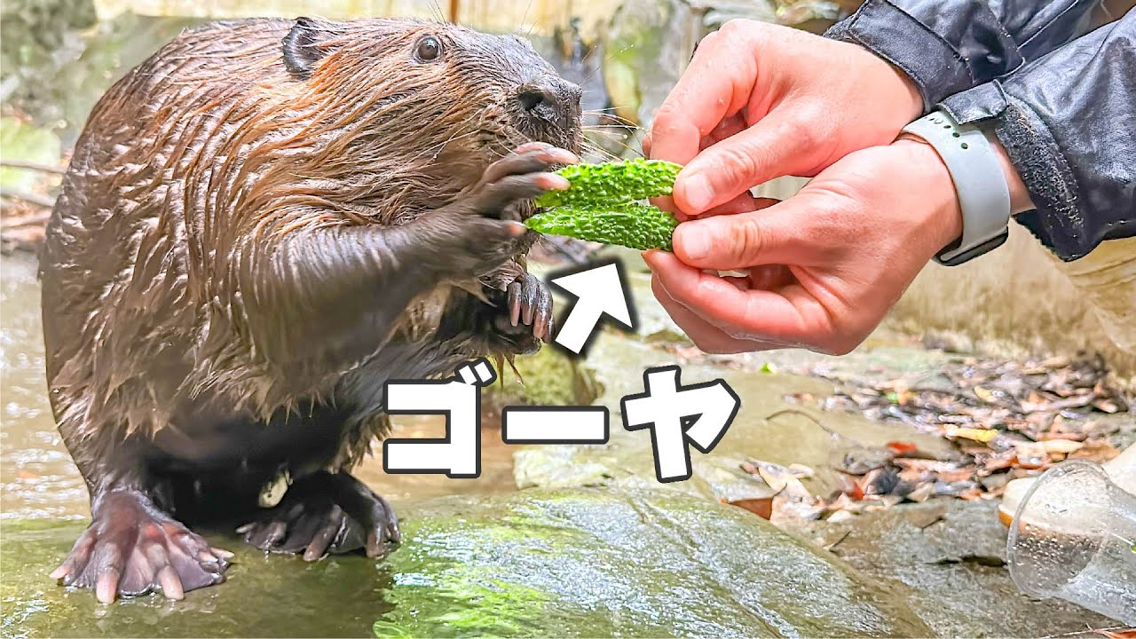 ゴーヤの味を知らないビーバーの反応がピュアすぎました。