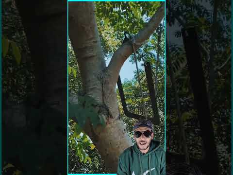 حيل ربط الحبل في أغصان الشجر تقنيات مبتكرة ربط الحبل حيل ذكية تسلق الشجر