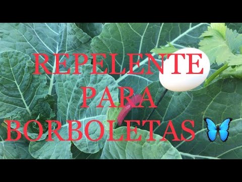 Vídeo: Cápsulas De Emagrecimento De Borboletas De Plantas Selvagens - Instruções De Uso