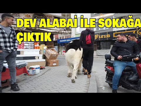 BAM BAM - ALABAİ - DEV ALABAY - SOKAĞA ÇIKTI TANIMAYAN ÇOK İNSANLAR HAYRETLE BAKTI