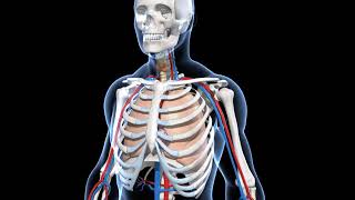 EVS  - 3D animation - Human Skeletal System Overview (Junior) - English
