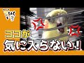 イカリの頂点から3秒で冷静になる羨ましい性格のオカメインコこはくCockatiel Kohakuchan