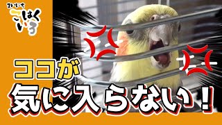 イカリの頂点から3秒で冷静になる羨ましい性格のオカメインコこはくCockatiel Kohakuchan