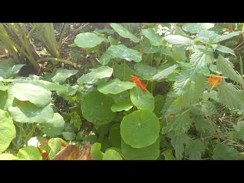 Video: Siembra De Flores Medicinales En Invierno Y En Invierno