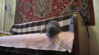 шотландские котята. Котик страйт голубого окраса Неон шотландские котята. Котик страйт голубого окраса Неон