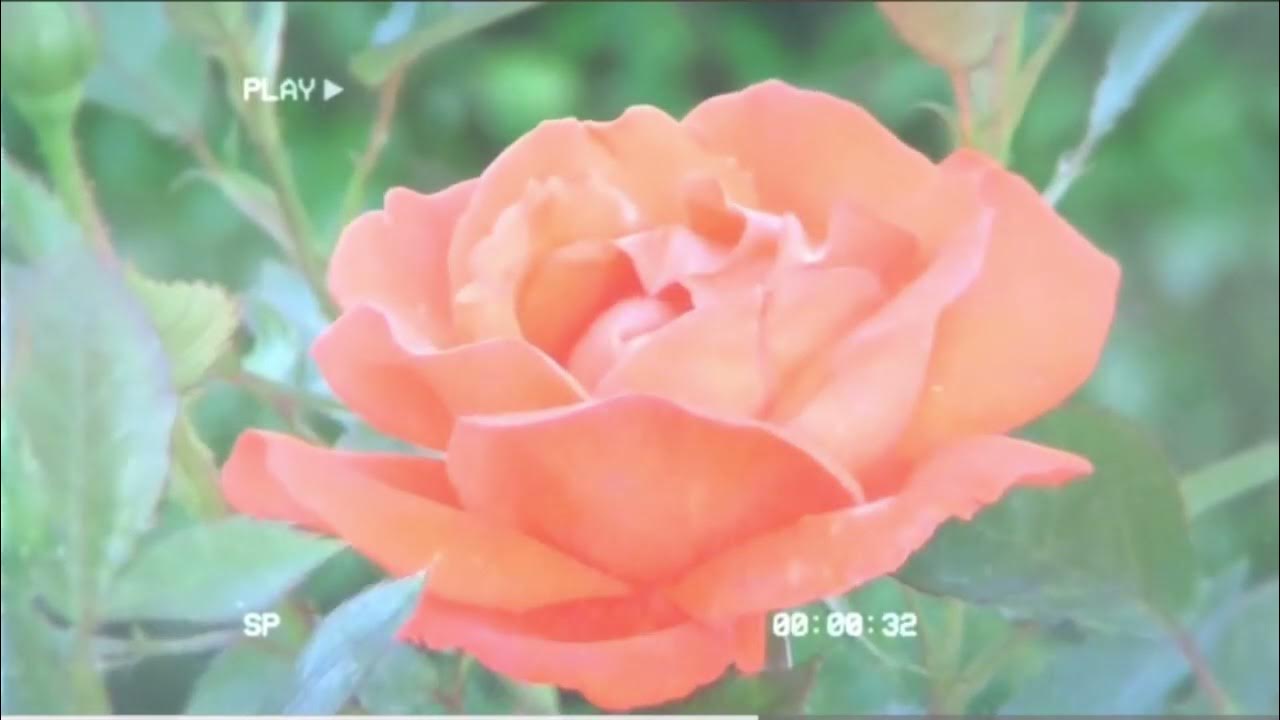 Fade/Heal scars + mental health package [Lovlee Subs] YouTube