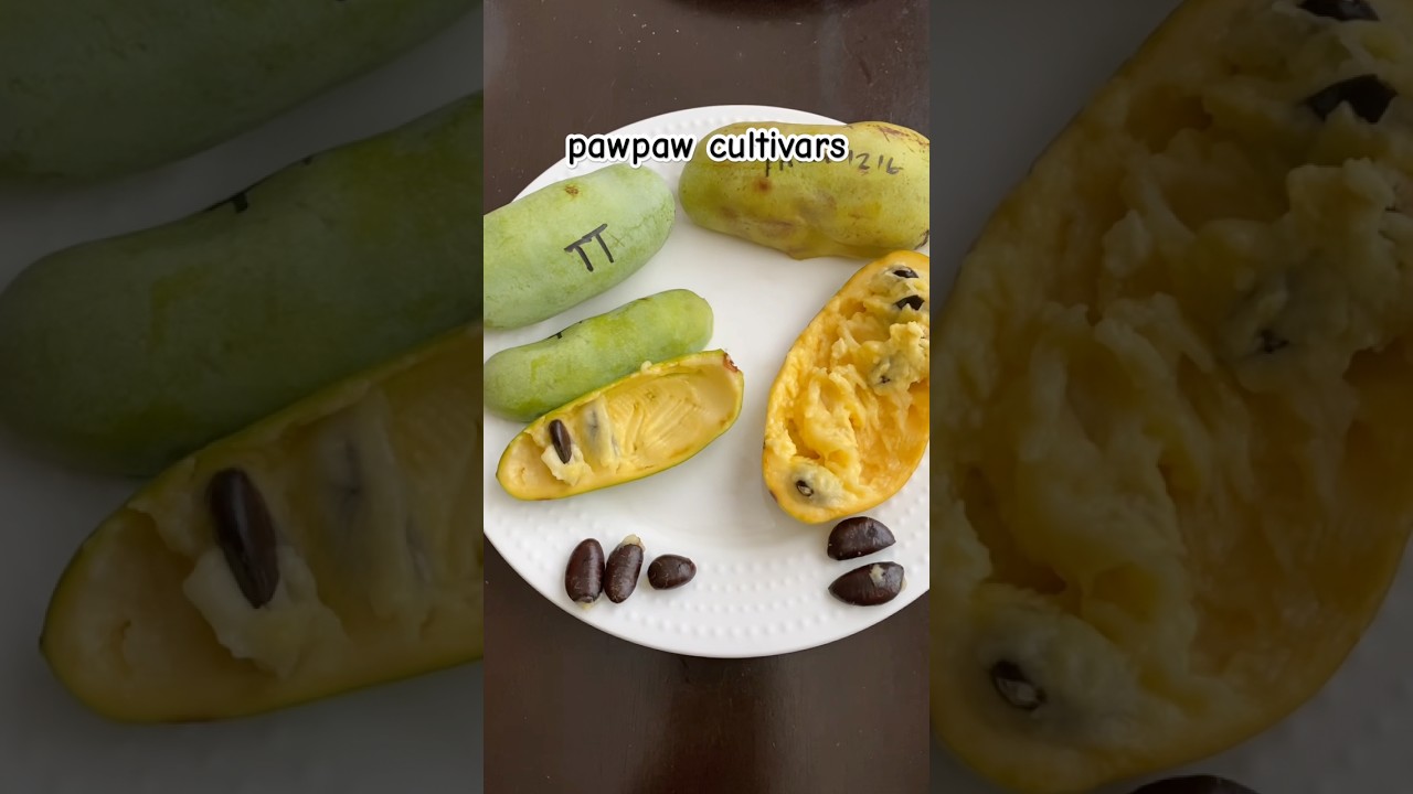 Pawpaw Cultivars Tropical Treat and Prima 1216 on September 25, 2025