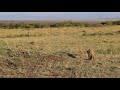 Baby bat-eared fox kits nursing