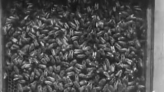 Karl von Frisch "Le langage des abeilles" [The Dancing Bees] (1934)
