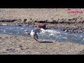 Lost seagull Cutes & Funny Compilation Animals 