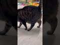 New toy = cat battle