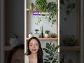 From Plain to Intentional: How Plants Transform Your Living Room