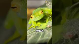 Glass Frog – Katak Transparan yang Unik!🐸