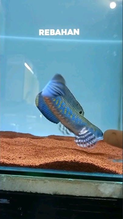 channa blue pulchra jumbo flaring stabil