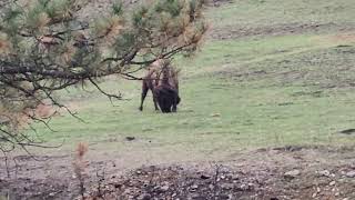 Buffalo Poop Producers Black Hills South Dakota