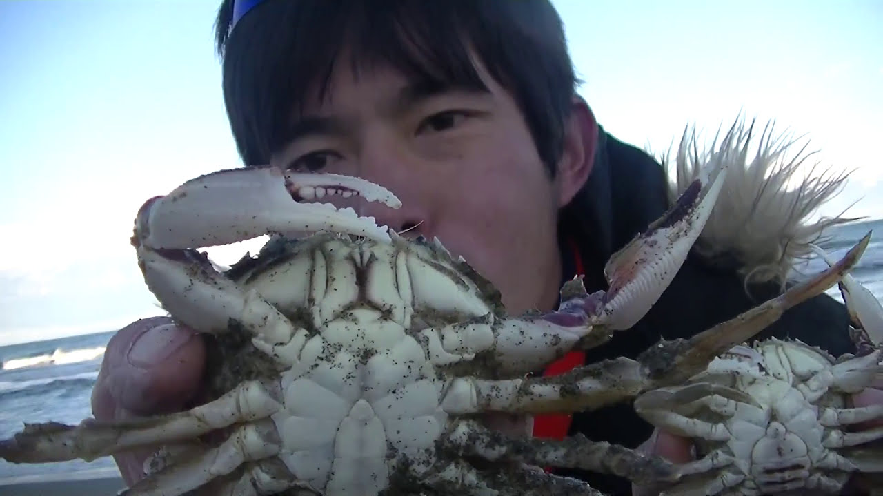 新品　匿名　 spindleshanks crab カニ Shocking] The story of the rare luxury crab that appeared in