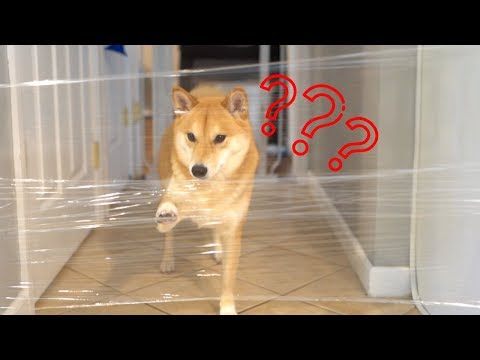 Video: Shiba Inu Koeratõug Hüpoallergiline, Tervise- Ja Eluaegne