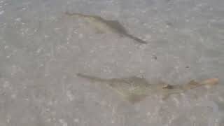 Endangered sawfish seen in Southwest Florida