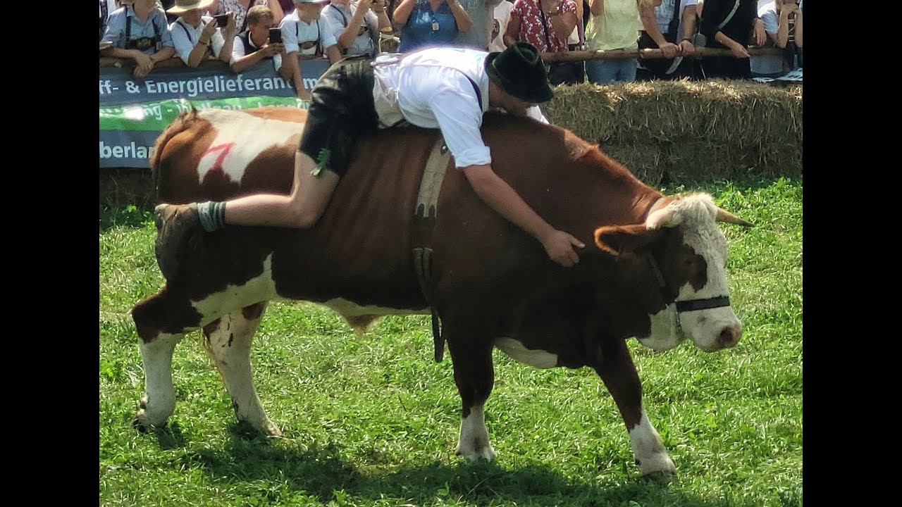 1. Ochsenrennen MIX 01.09.2024 - Münsing am Starnbergersee