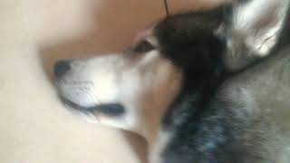 Angery Doggo