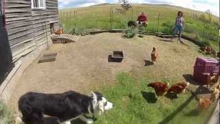 Border Collie Working Chickens