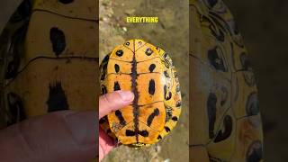 Painted Turtles - Everything You Need To Know shorts turtle fishing turtles