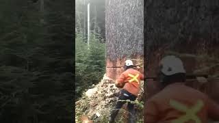 Professional Tree Felling Process || Massive Tree Felled with Ease.