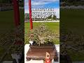 PREDIKAT BAIK SEKALI, SANGATISTIMEWA@mahkotabonsai#shorts#bonsai#viral
