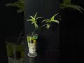 Floral arrangement || Garden Soul #youtubeshorts