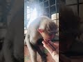 🐒🐒