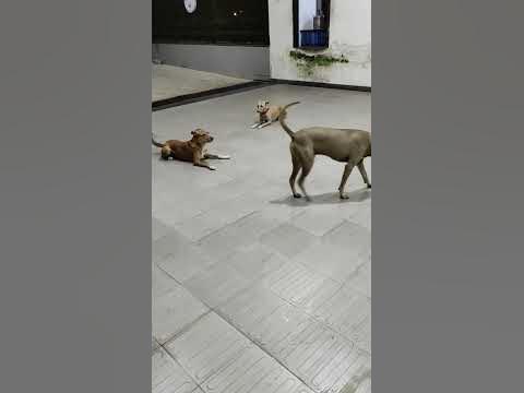 Собаки в Индии #индия #мумбаи #собаки - YouTube