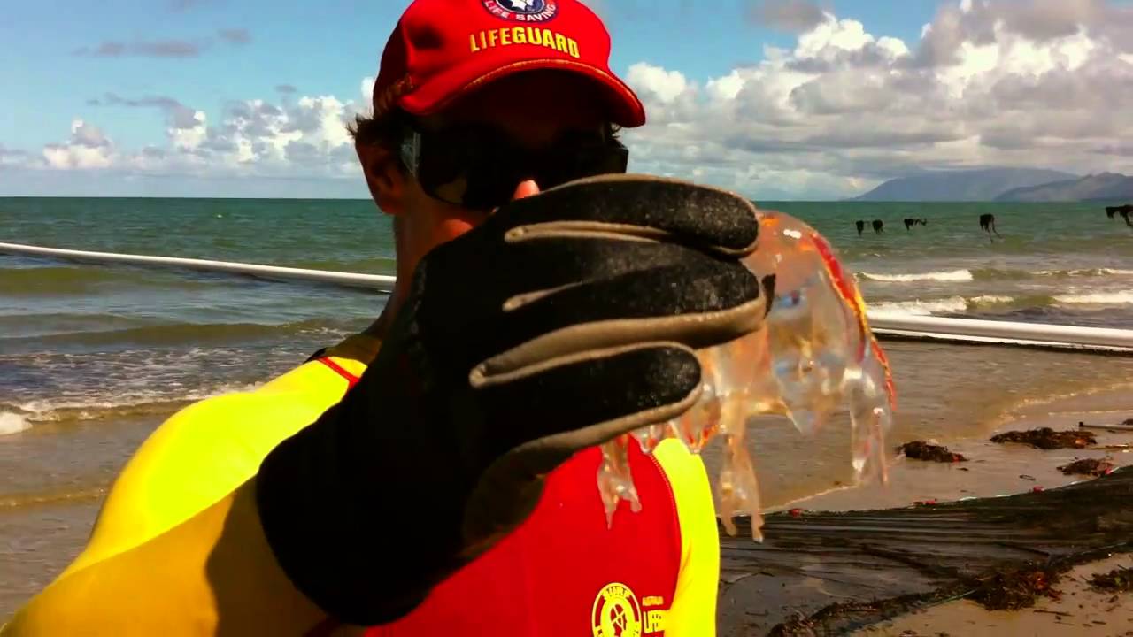STINGERS - Box Jellyfish in Port Douglas