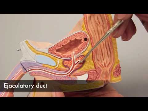 Video: Seminal Vesicles Oversigt