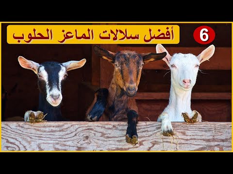 افضل سلالات الماعز الحلوب حول العالم