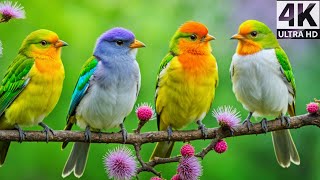Colorful Birds | Breathtaking Nature \& Amazing Birds Songs | Stress Relief | Beautiful Nature Birds