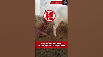 Nước Tiểu Và Phân Bò: "Thánh Vật" Đắt Giá Tại Ấn Độ