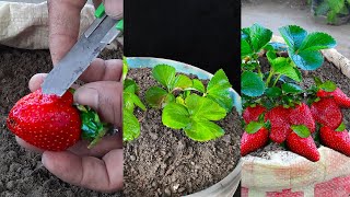 Simple Method Grow Strawberries From Seeds at Home | How to grow strawberry plant