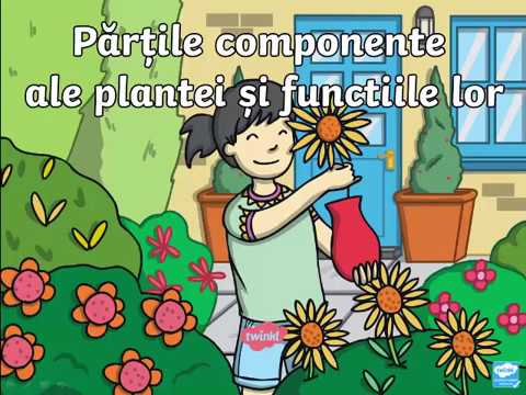 Partile plantei si functiile lor