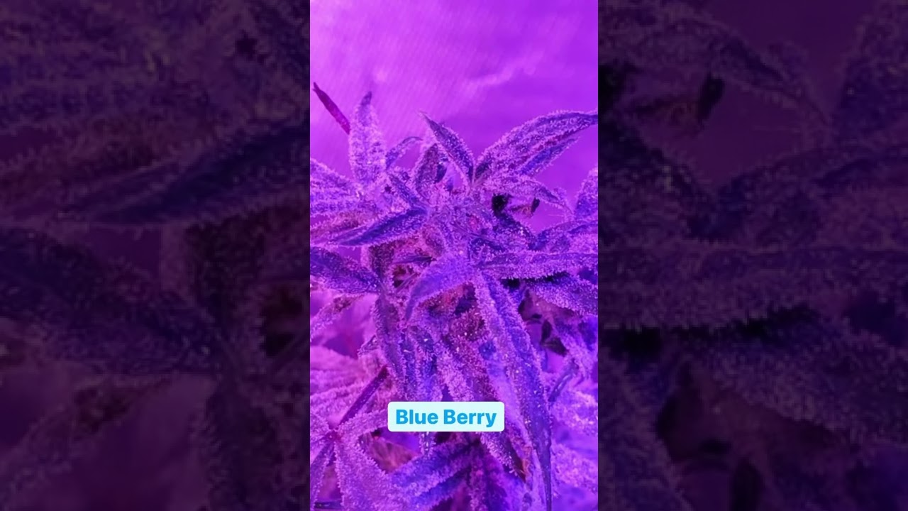 Blueberry￼