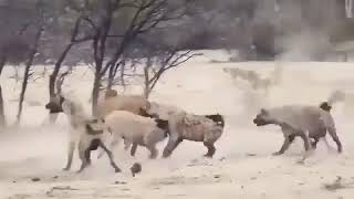 Serengeti Ovasınin Aslanı Bilge Adam Reis Zor Durumda.